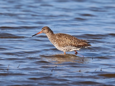 Common Redshank