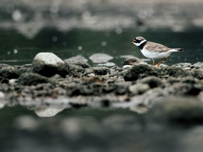 Common Ringed Plover
