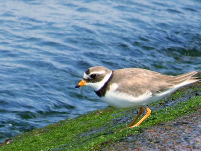 Common Ringed Plover