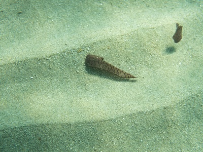 Common seahorse