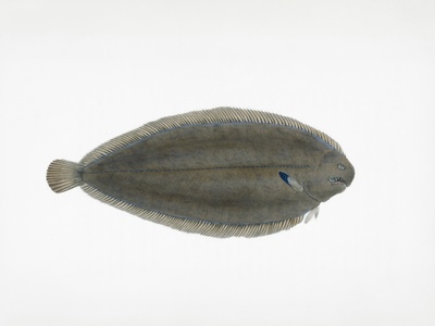 Common Sole