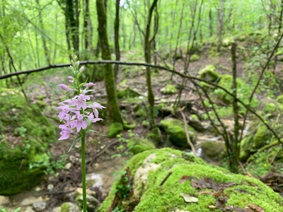 Common spotted orchid