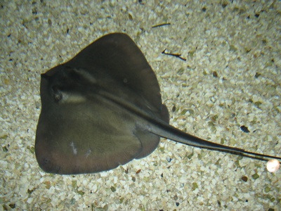 Common stingray