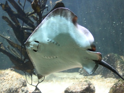 Common stingray