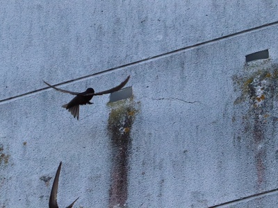 Common Swift