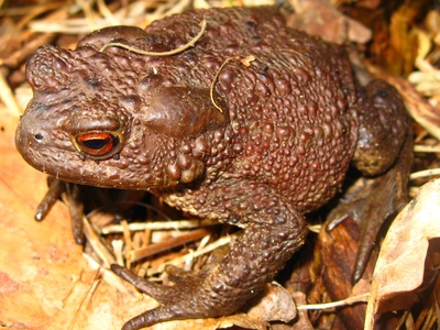 Common Toad