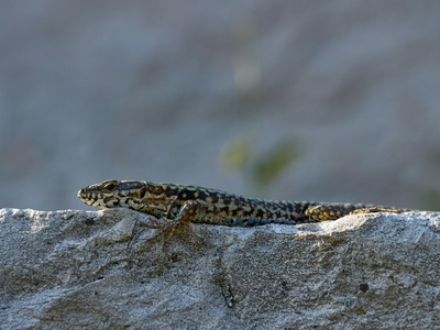 Common Wall Lizard