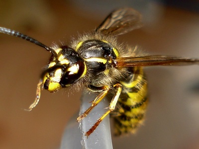 Common Wasp