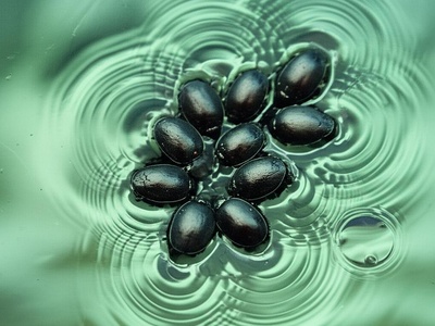 Common Whirligig Beetle