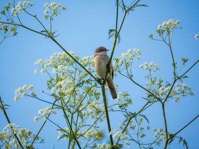 Common Whitethroat