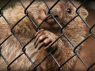 Common wombat