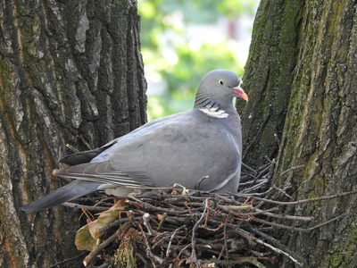 Common Wood Pigeon