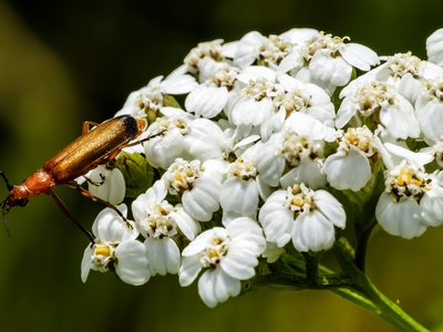 Common yarrow