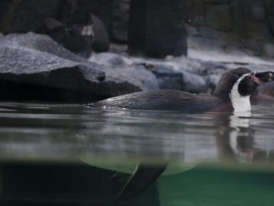 Congo Clawless Otter