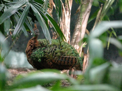 Congo Peafowl