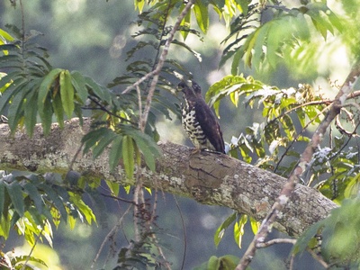 Congo Serpent Eagle