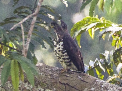 Congo Serpent Eagle