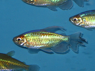 Congo Tetra