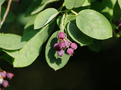 Conkerberry (Sapotaceae)