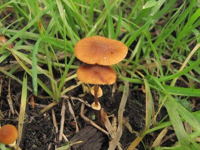 Conocybe filaris