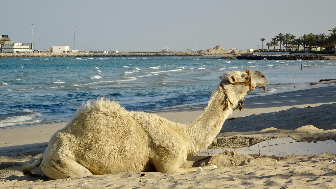 Volunteers cleaning a Kuwait shoreline after an oil spill to help wildlife