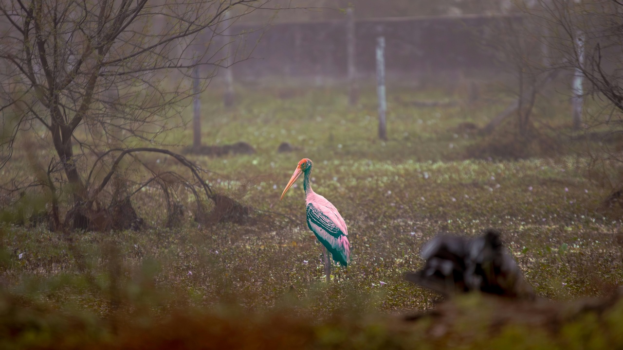 Migratory shorebirds feeding in a protected wetland, illustrating how birdwatching supports conservation and local ecotourism.