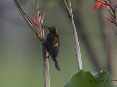 Copper Sunbird