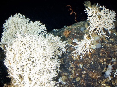 Coral (reef-building)