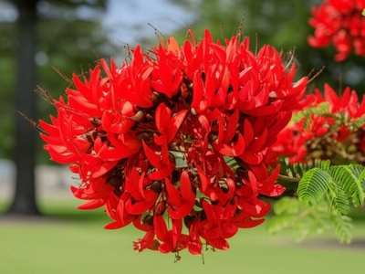 Coral tree (Erythrina speciosa-like)
