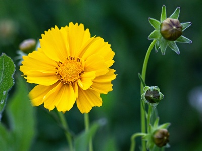 Coreopsis