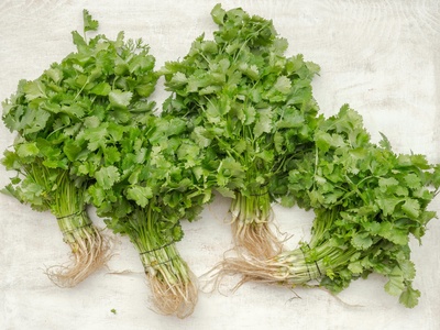 Coriander