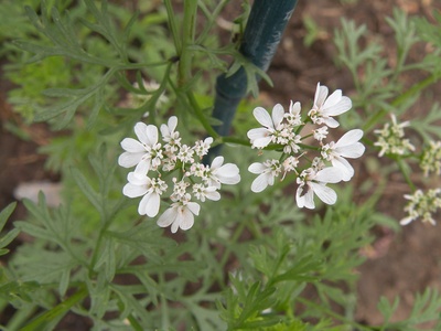 Coriander (cilantro)
