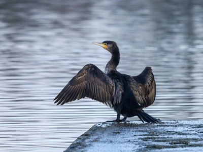 Cormorant