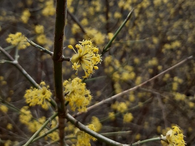 Cornelian cherry