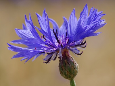 Cornflower