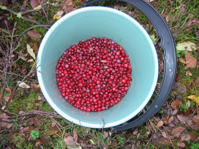 Cranberry