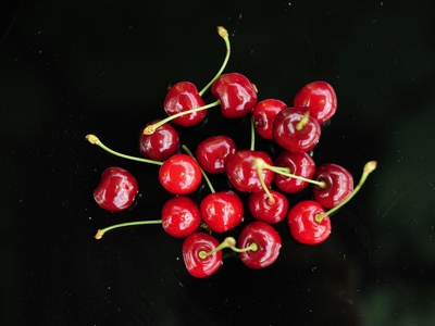 Cranberry Viburnum
