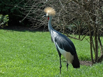 Crane