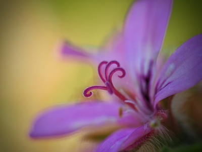 Cranesbill Geranium