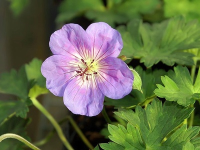 Cranesbill 'Rozanne'