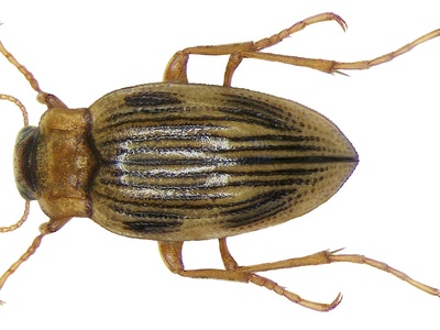 Crawling Water Beetle