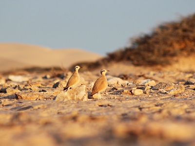Cream-colored Courser