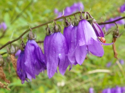 Creeping Bellflower