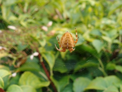 Cross orb-weaver