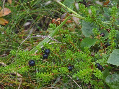 Crowberry
