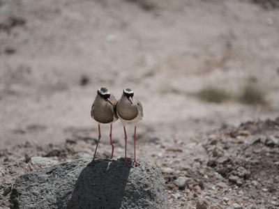 Crowned Lapwing