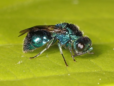 Cuckoo Wasp