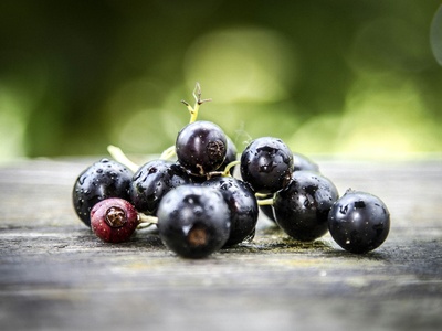 Currant (black)
