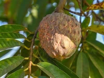 Custard Apple