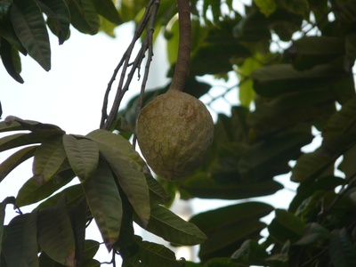Custard apple (Bullock's heart)